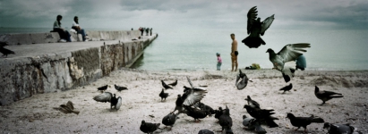 Arcadia pigeons