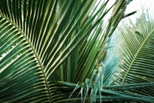Palm