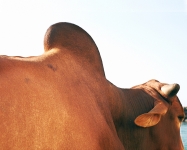 Bull